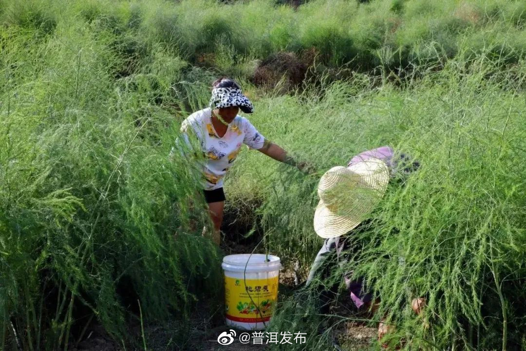 实干兴普 奋勇争先丨景东：打造特色蔬菜产业 充实群众“钱袋子”