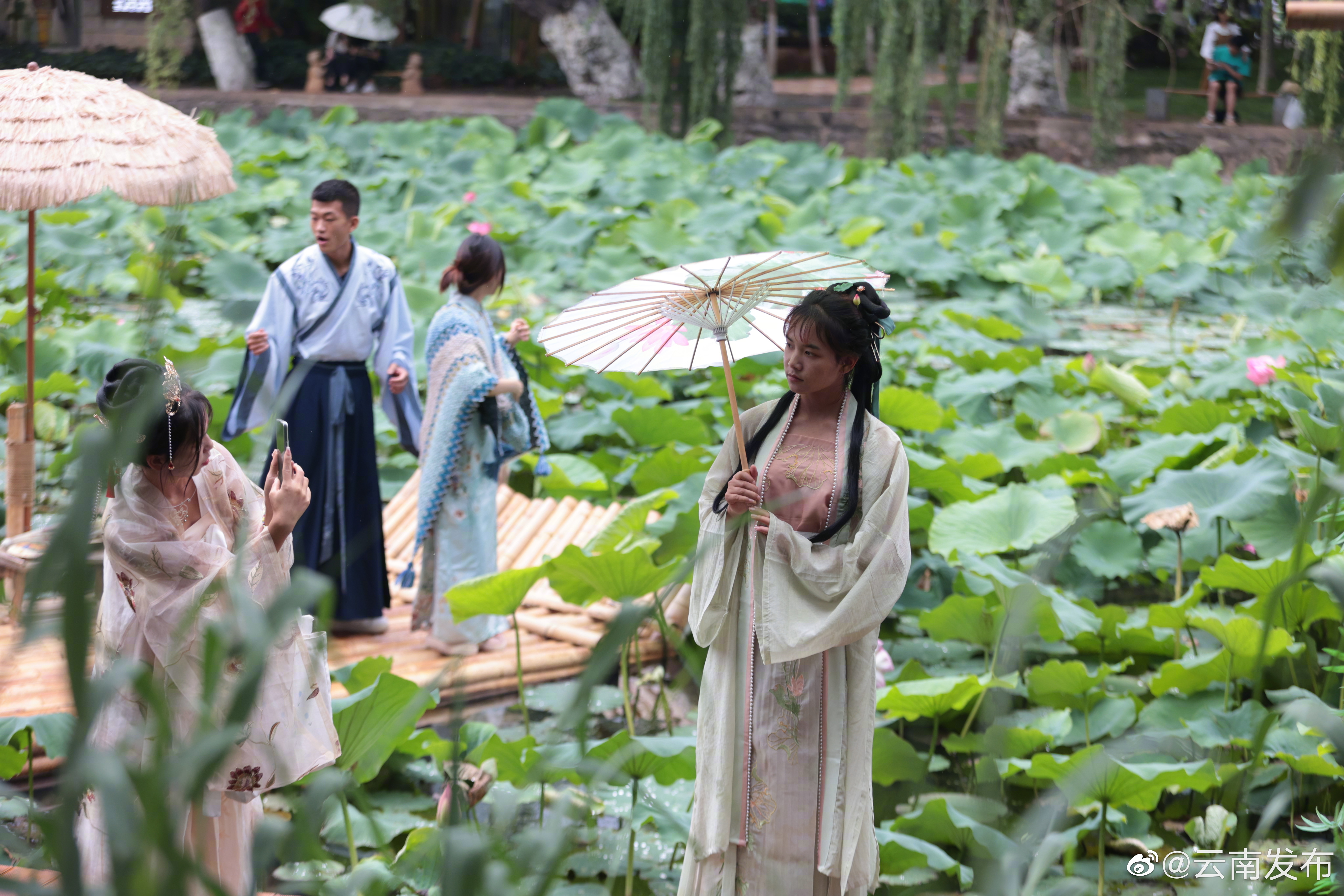 云南昆明：荷风夏韵满翠湖