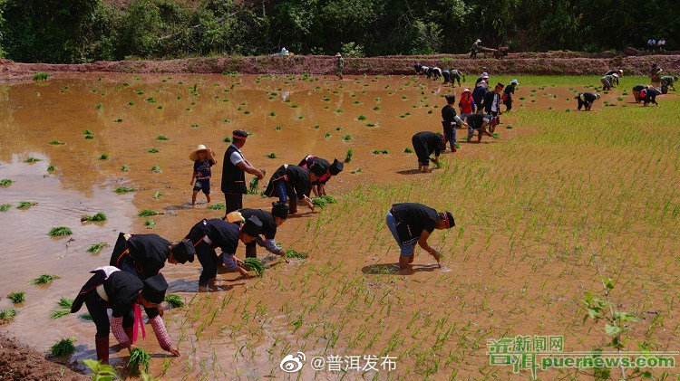 江城县田间地头披“新绿”