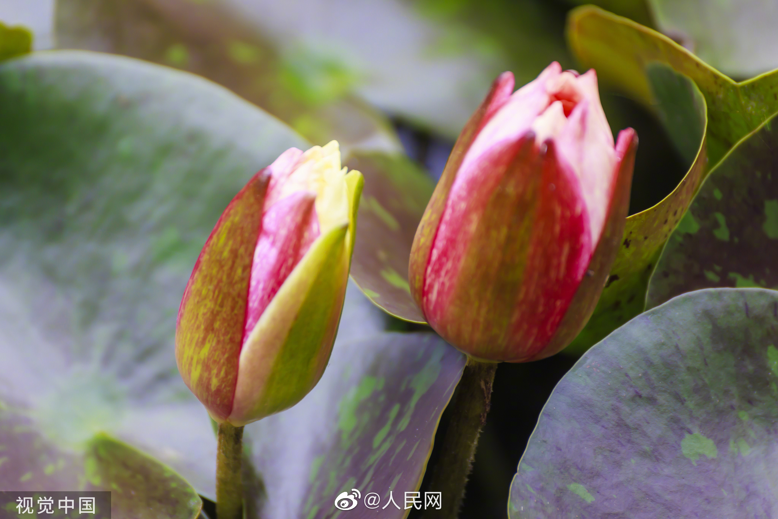 人民网