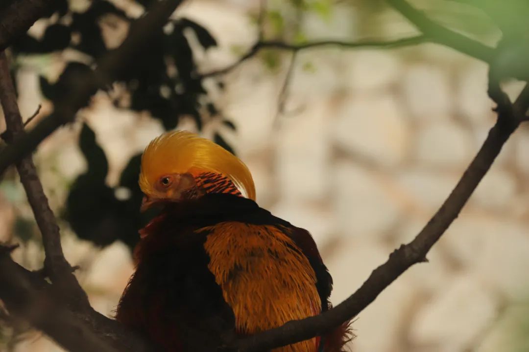 云南野生动物园