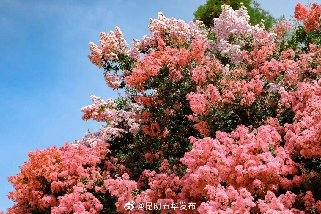 昆明五华发布