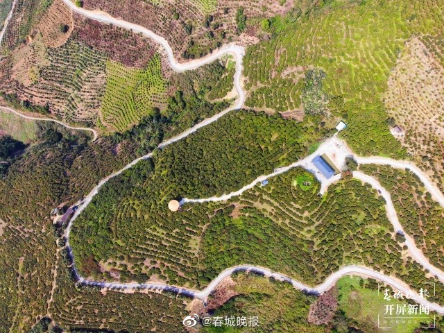 山水家园 甜蜜屏边 | 阿碑村：网格化管理带动荔枝产业提质增效