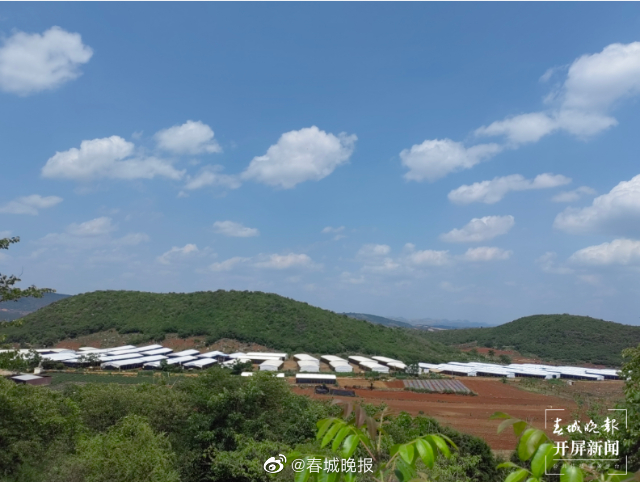 团结兴边看文山｜文山市塘子寨：巴西菇铺就致富路