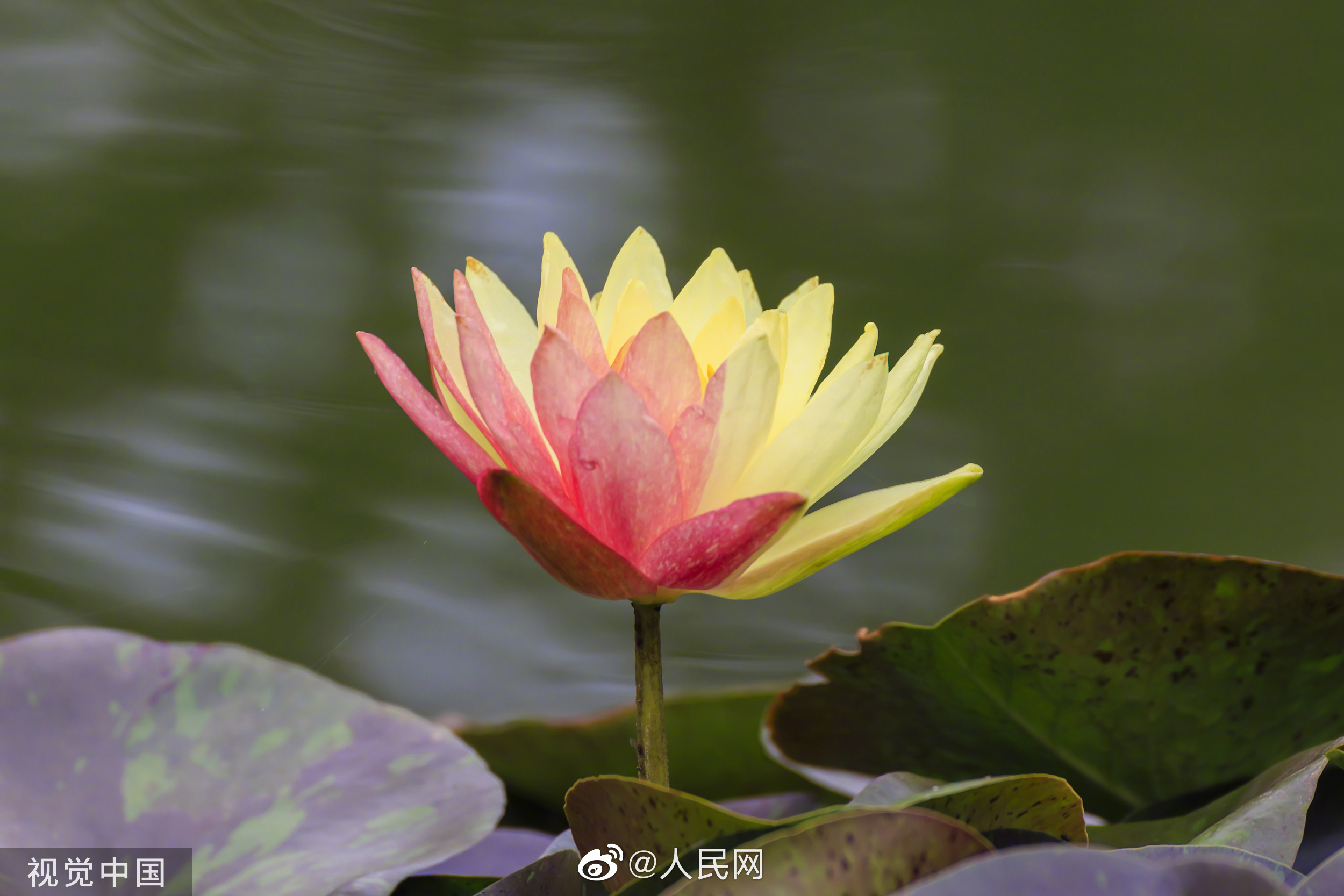 人民网
