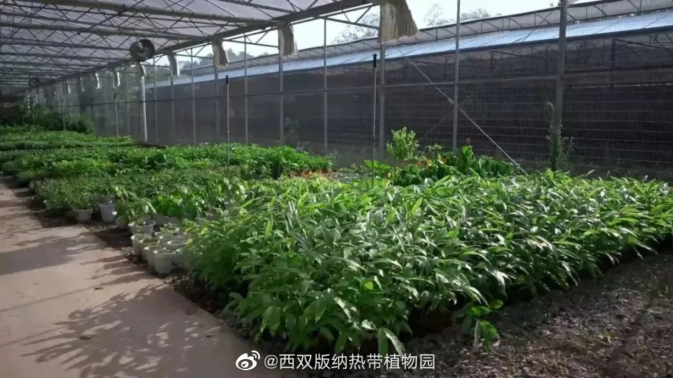 西双版纳热带植物园