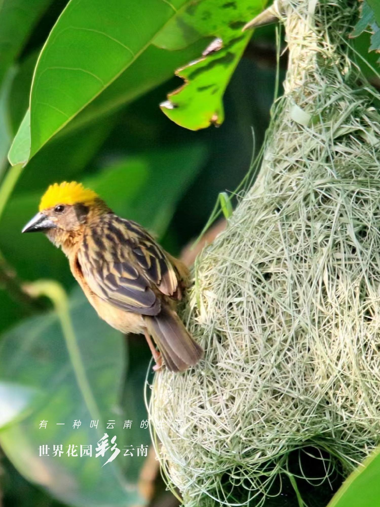 云南省文化和旅游厅