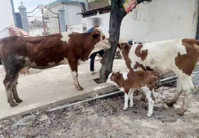 南涧党建彝乡先锋