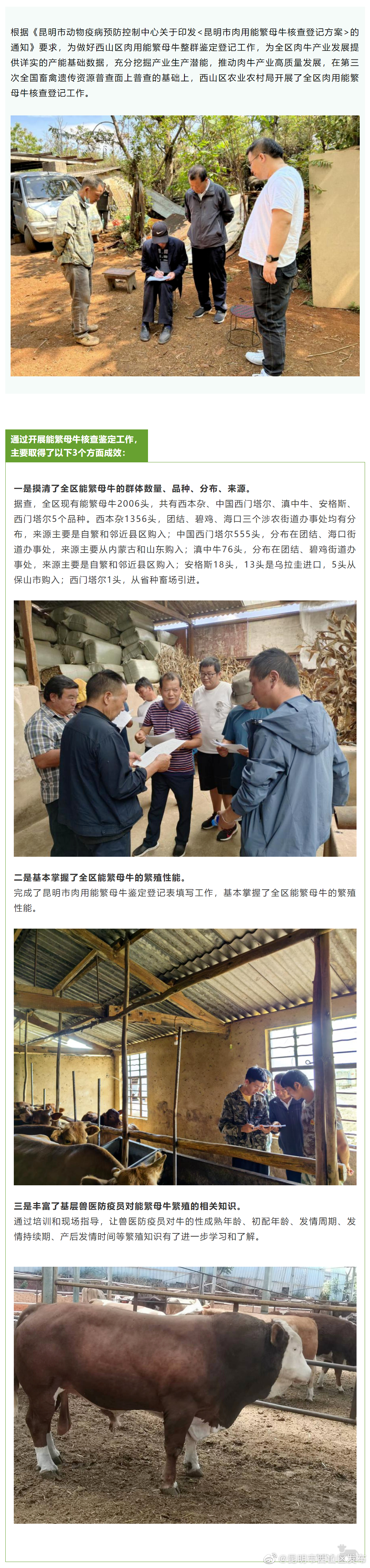 西山区完成肉用能繁母牛核查登记工作