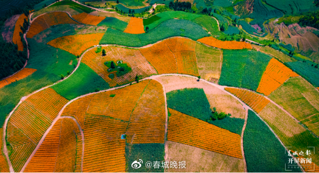 山水家园 甜蜜屏边 | 遍地万寿菊，美丽致富路