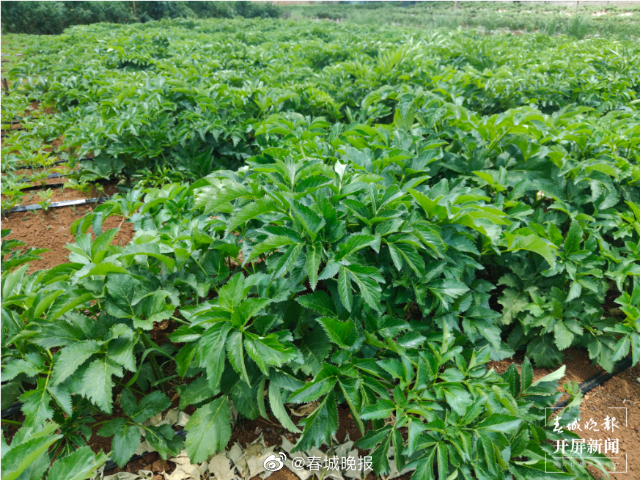 团结兴边看文山｜文山中药材种植，助力乡村振兴不“芷”步！