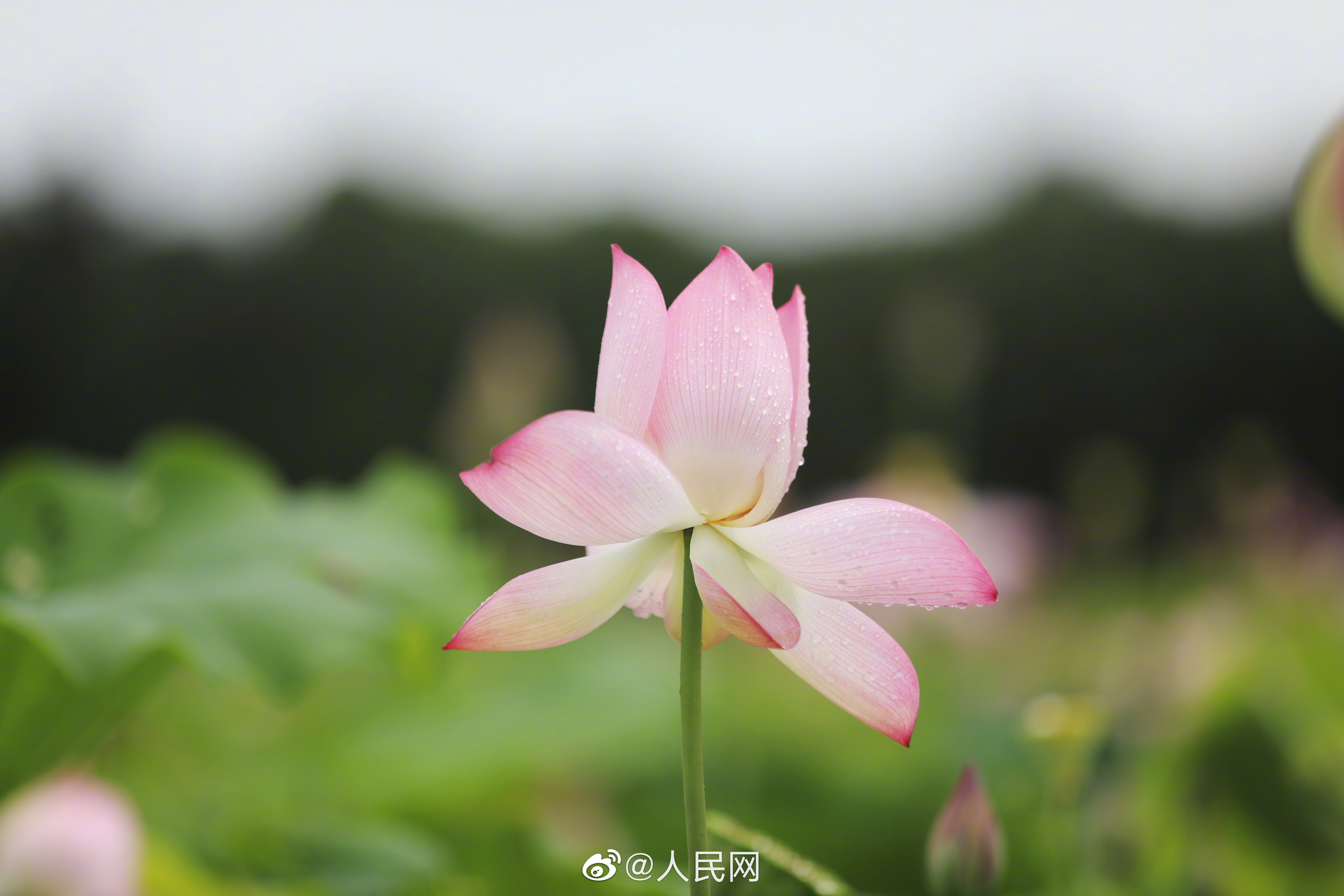 人民网