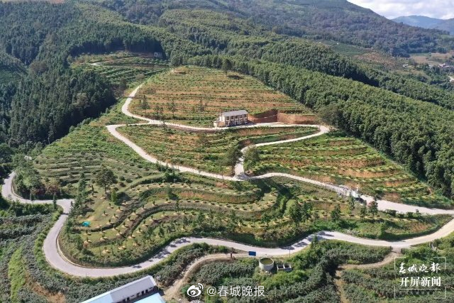 山水家园 甜蜜屏边｜退耕还林“黄金果”，拓宽乡村“致富路”