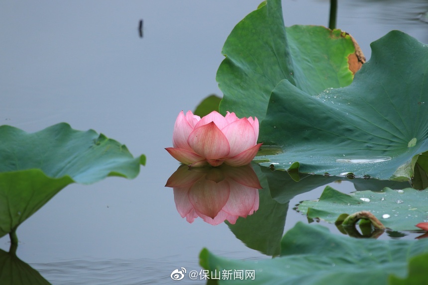 保山新闻网