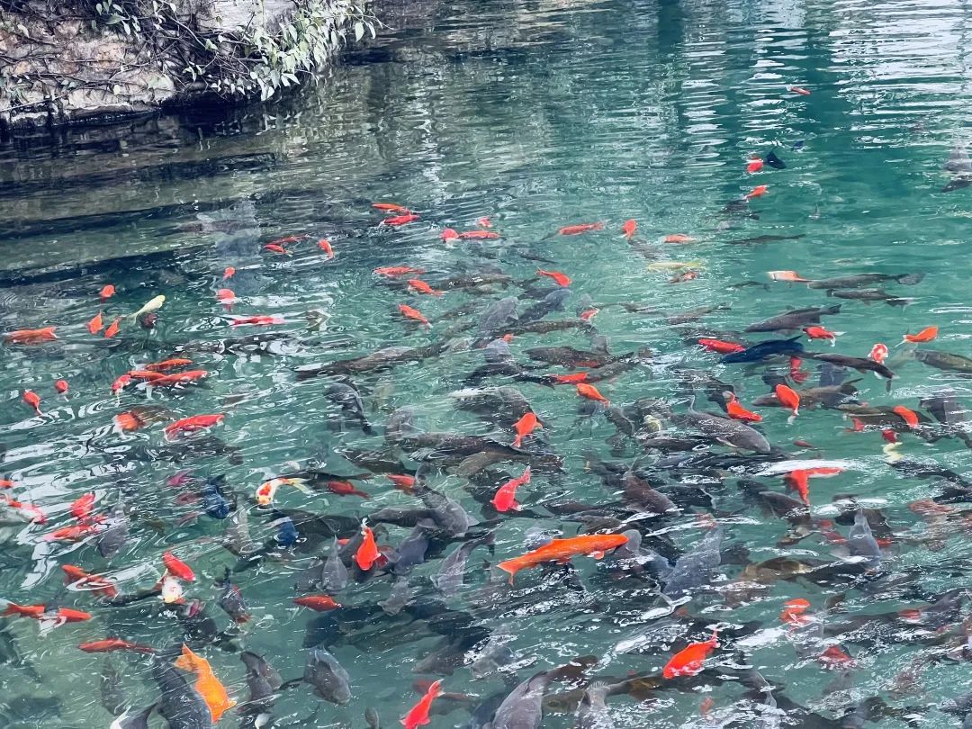 丽江日报