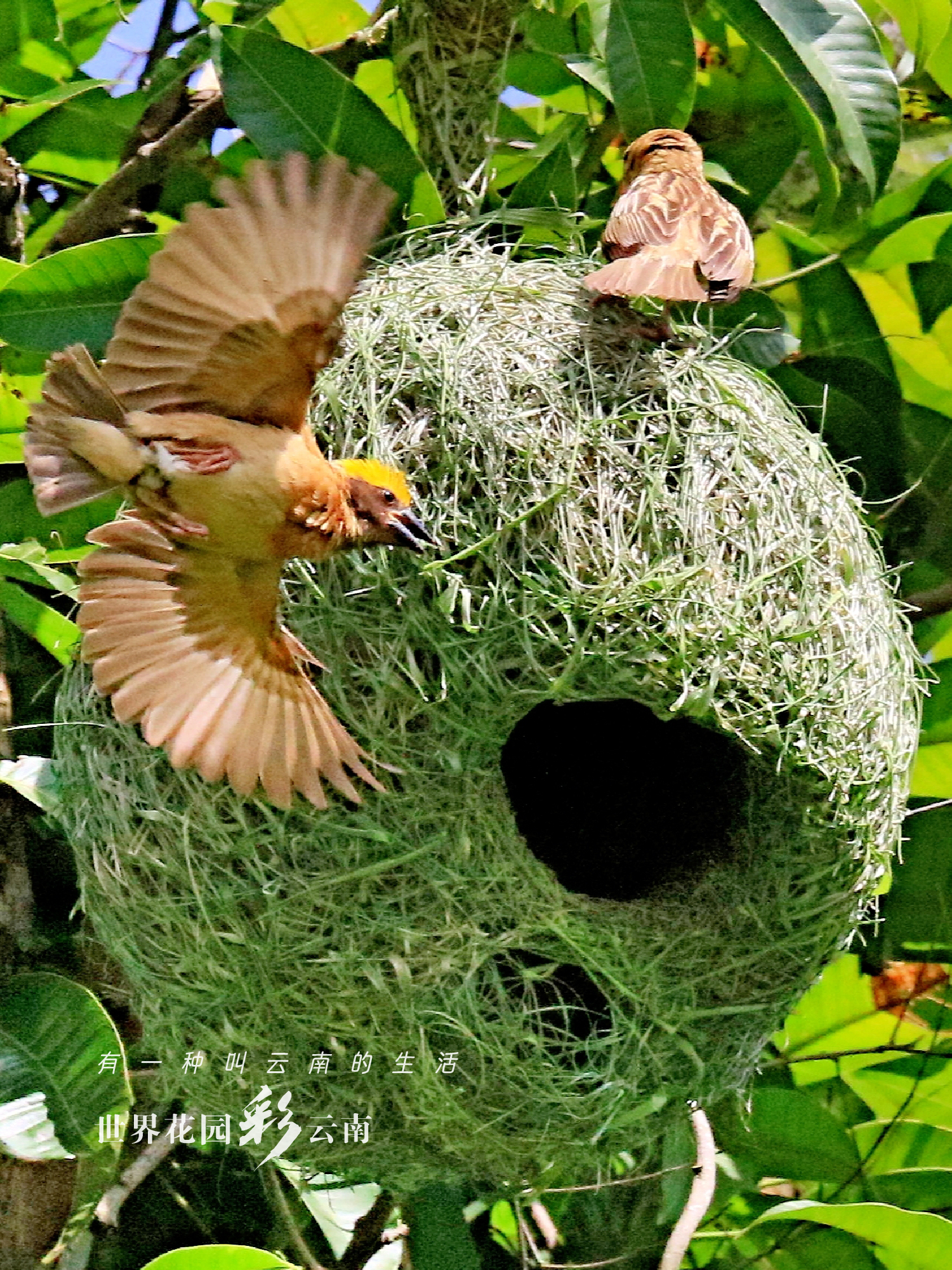 云南省文化和旅游厅