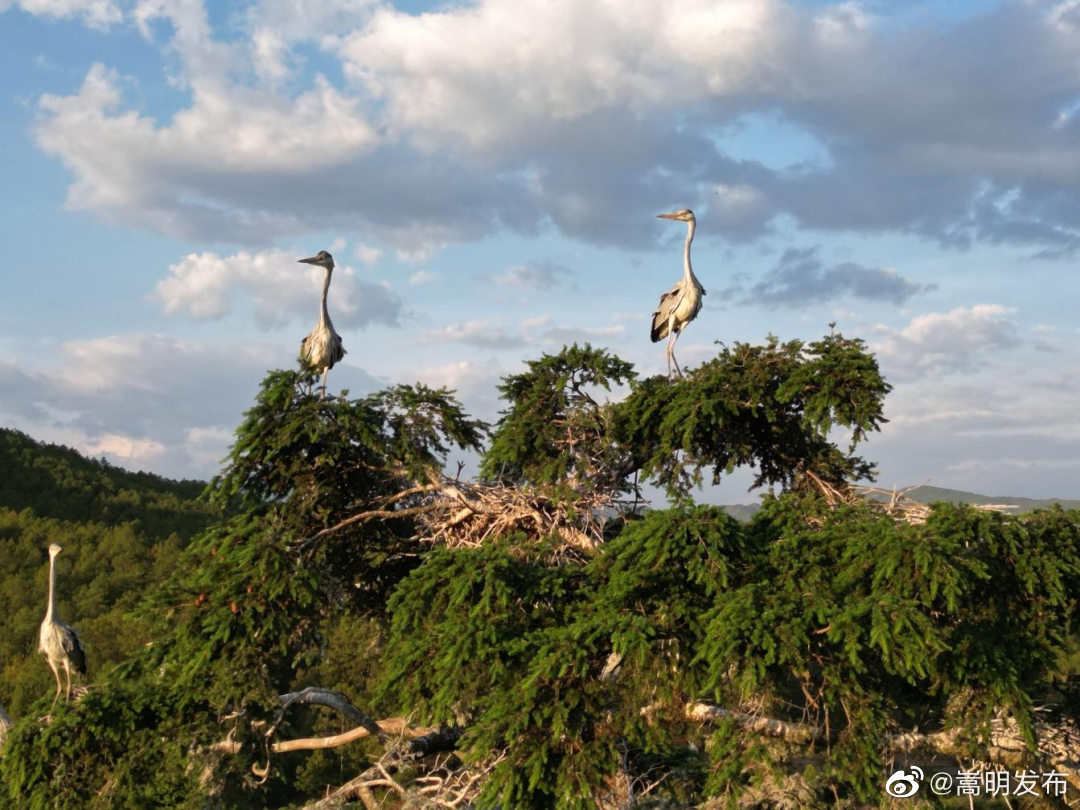 禄劝又惊现国家二级保护动物！
