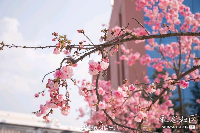 昆明信息港微博