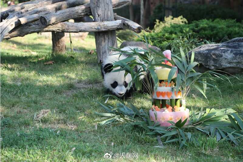 欢迎回家！旅法大熊猫圆梦7月回国