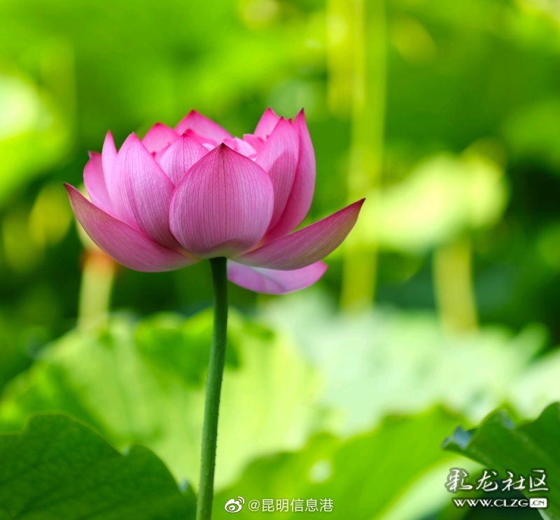 昆明信息港微博