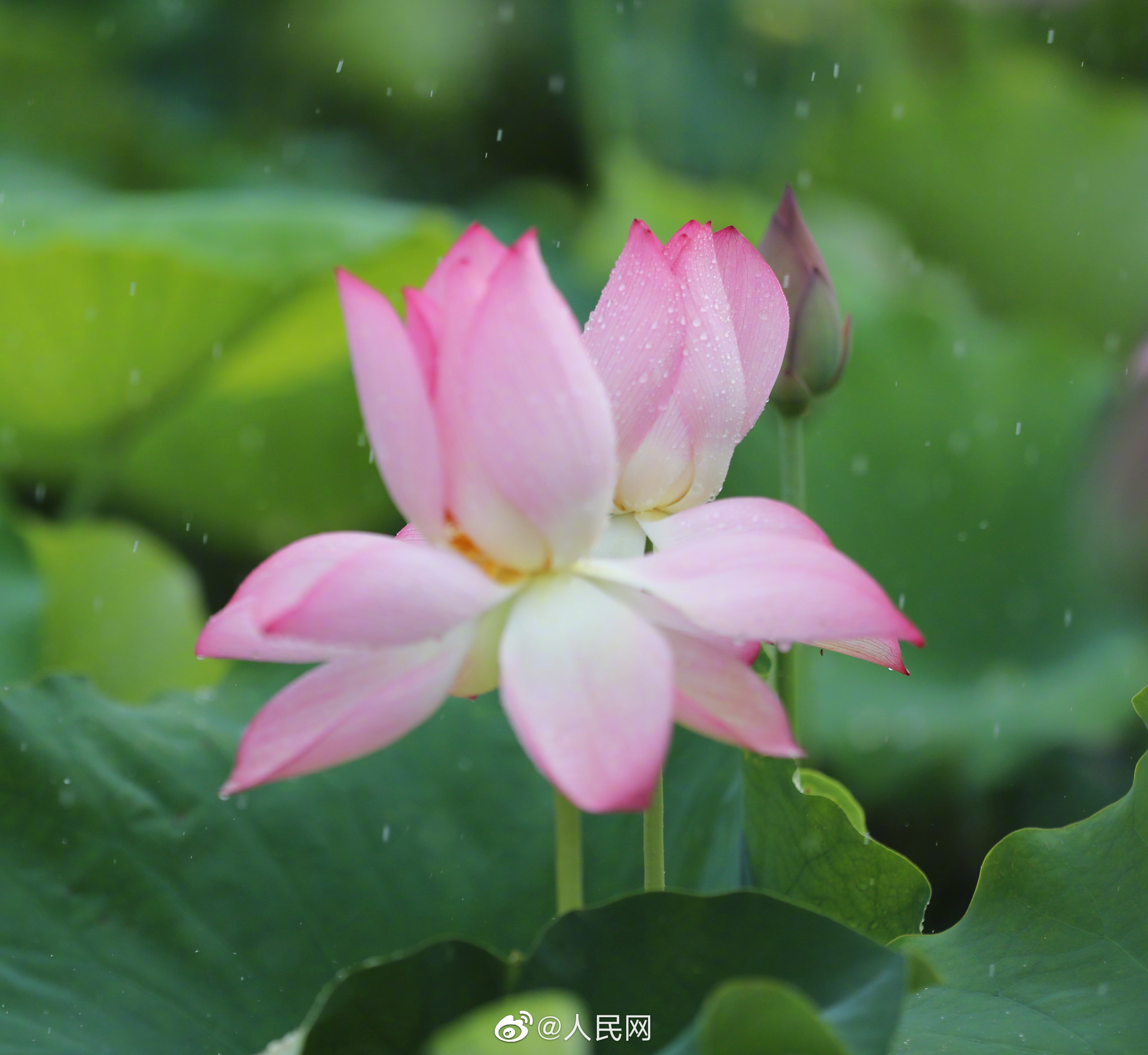 人民网