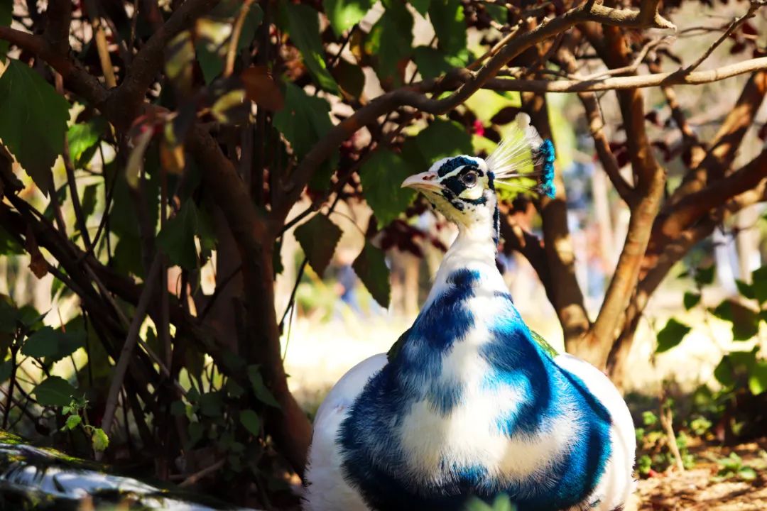 云南野生动物园