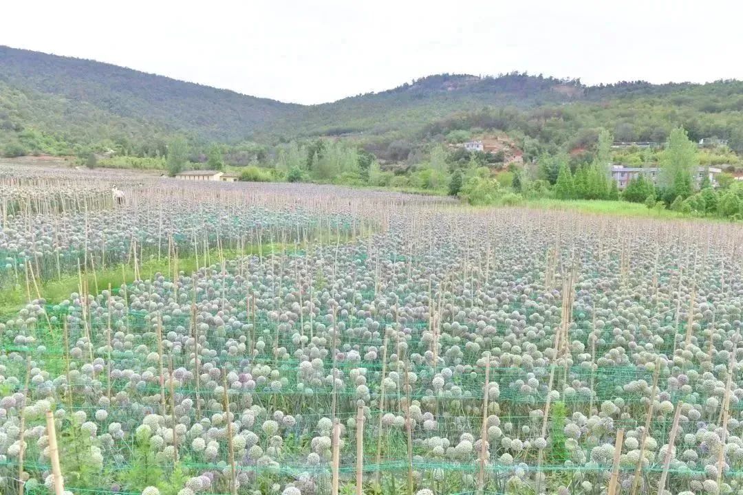 昆明文旅