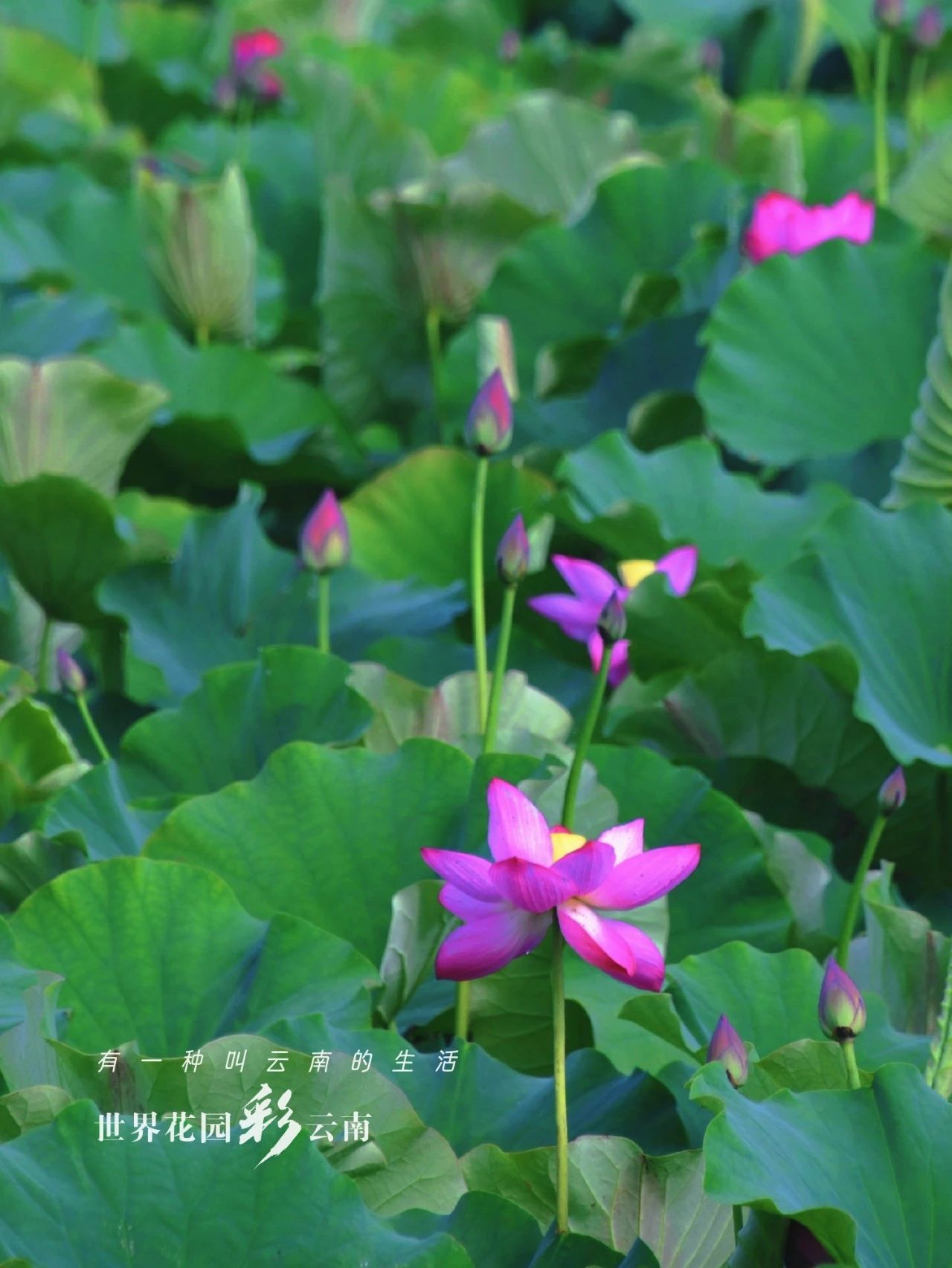 云南省文化和旅游厅