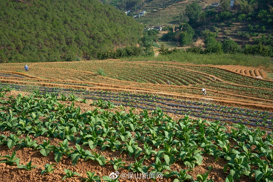 保山隆阳：“补丁田”变“高标田” 村民实现多元化增收