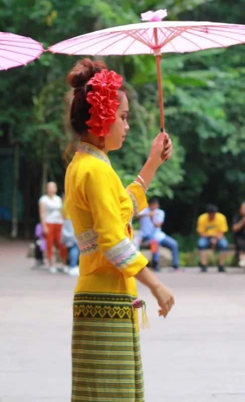 西双版纳望天树景区