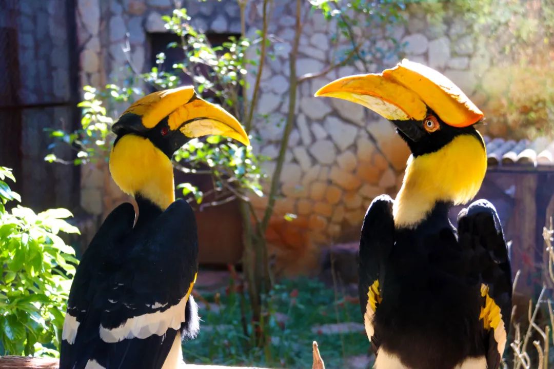 云南野生动物园