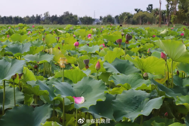 春城晚报