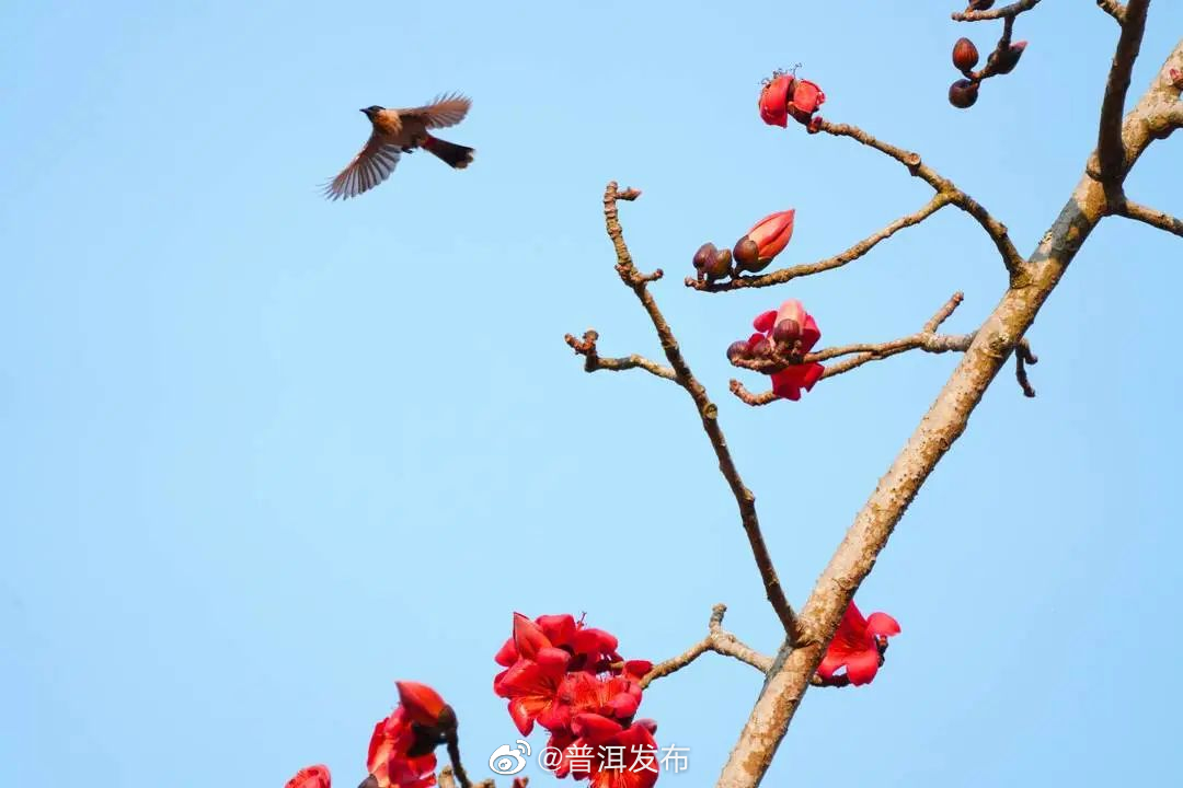 普洱发布