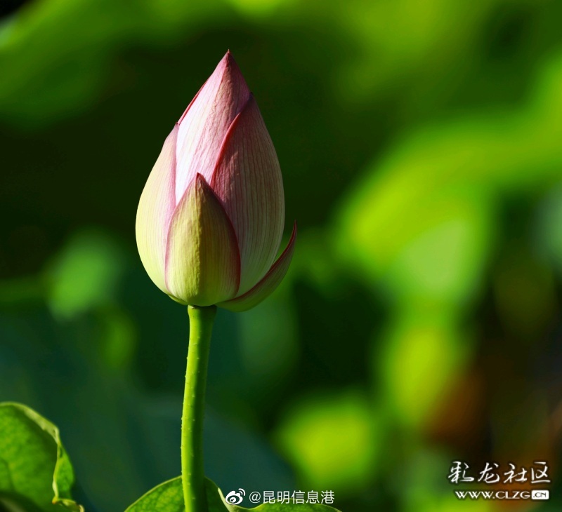昆明信息港微博