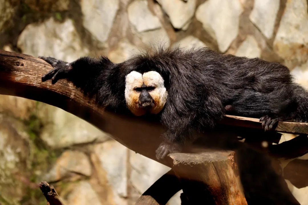 云南野生动物园