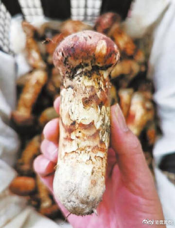 松茸在昆明上市 每公斤1.6万元