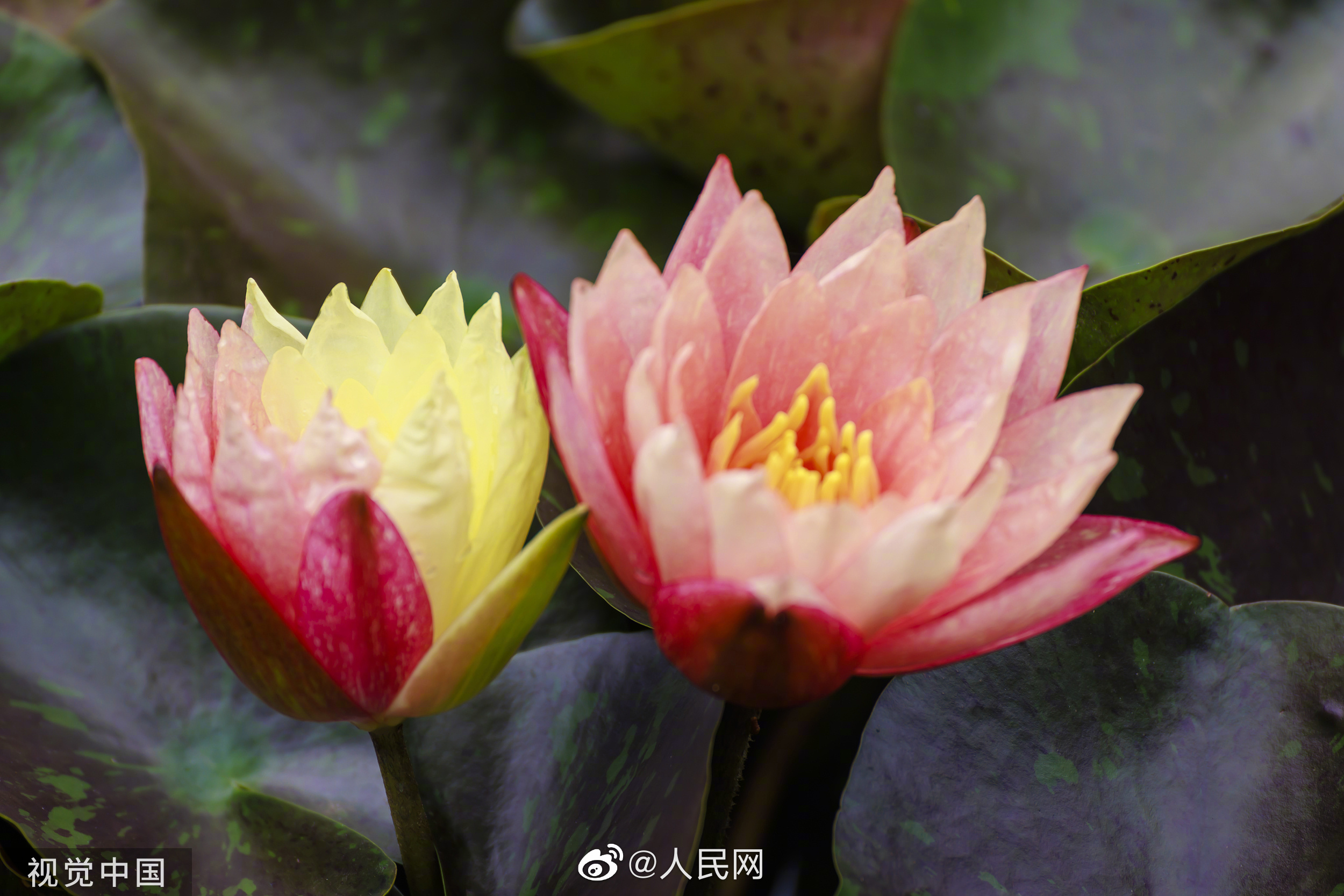 人民网
