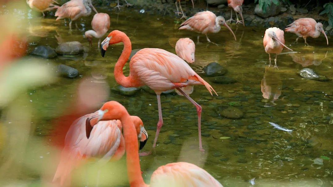 云南野生动物园