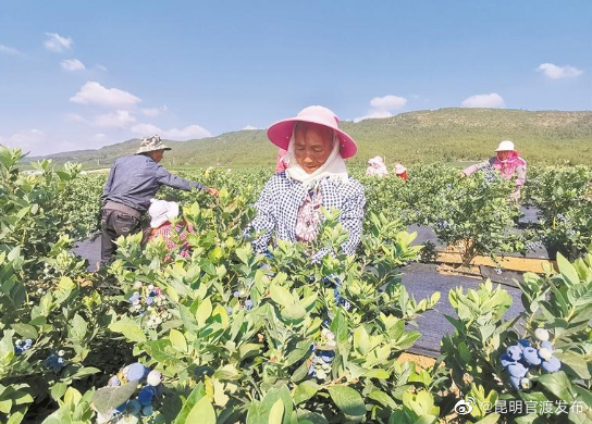 月望乡：蓝莓飘香产业旺 乡村振兴底气足