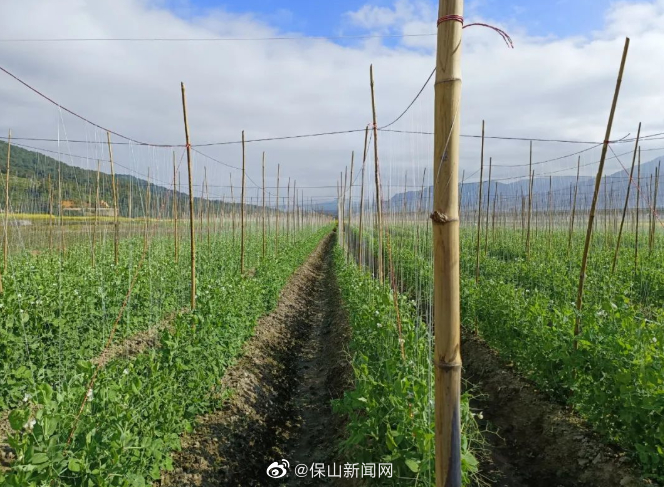 保山新闻网