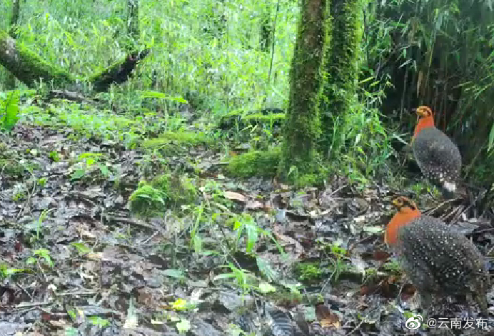 灰腹角雉现身德宏