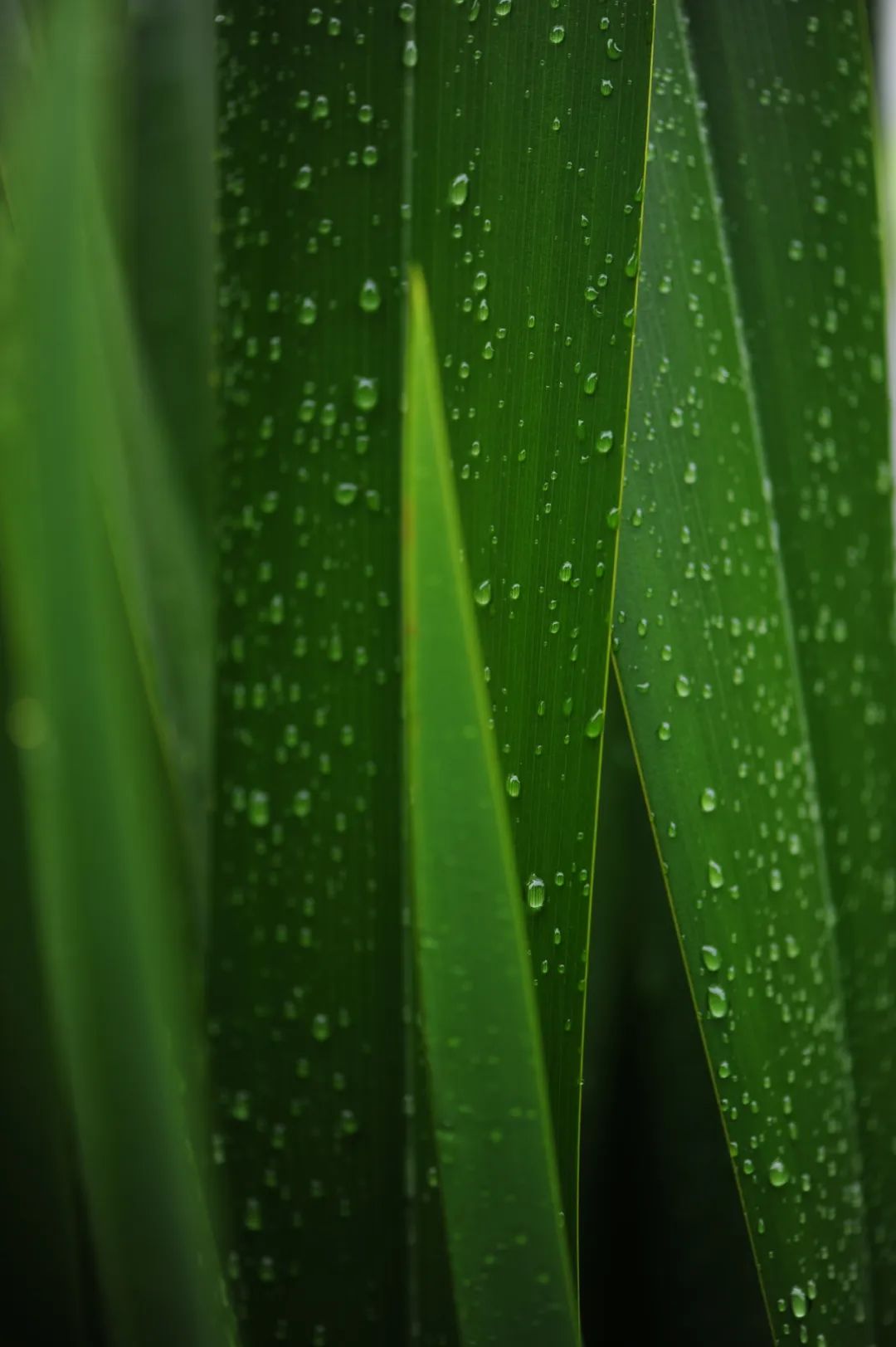 昆明市金殿名胜区