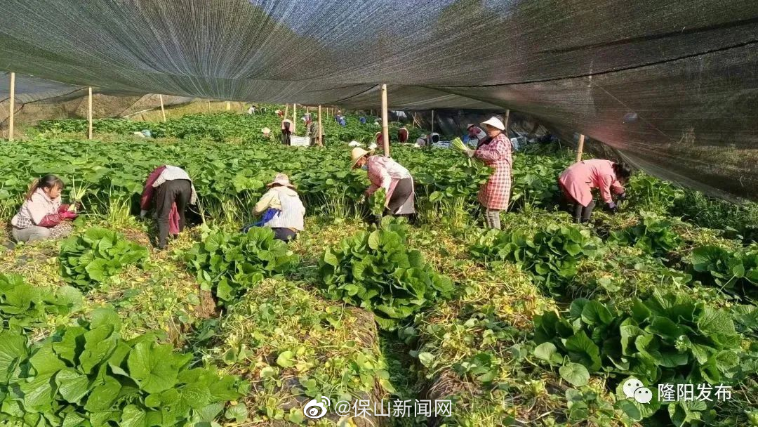 隆阳杨柳：园中山葵全身是宝 特色产业让山村“出圈”