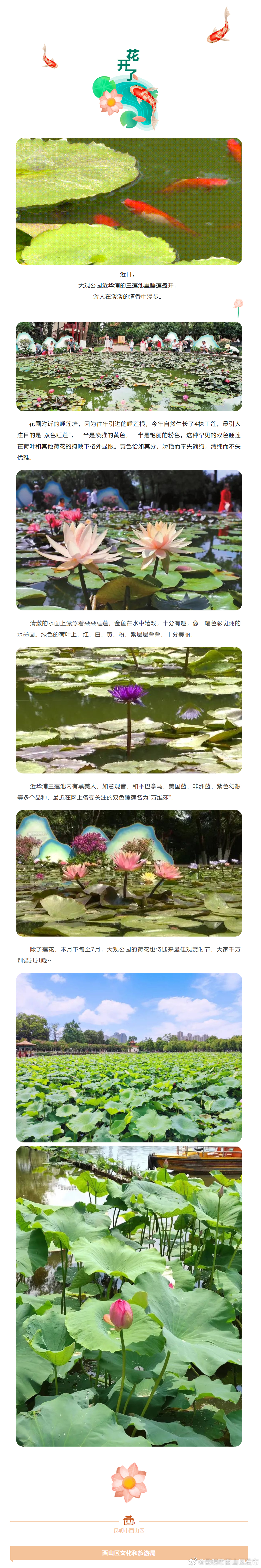 罕见！大观公园里的这种花，开了~