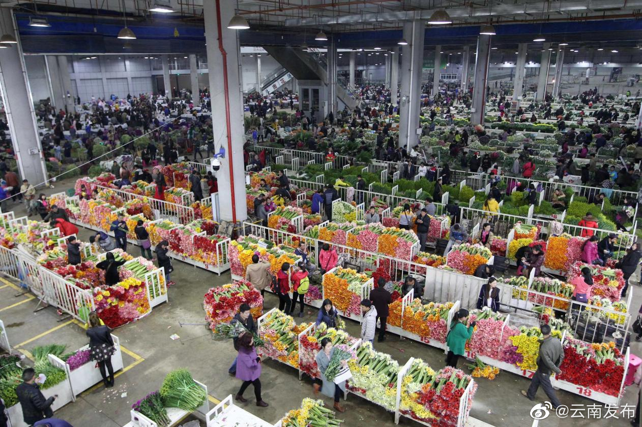 斗南花市首个“云花”联调室成立