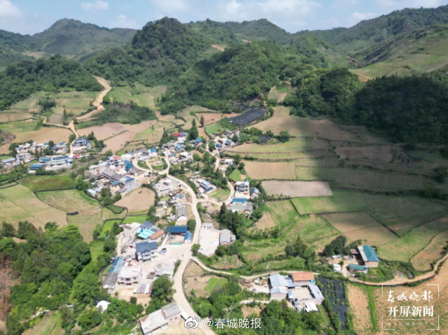 团结兴边看文山｜依格白村：“七金”大黄打开致富新局面