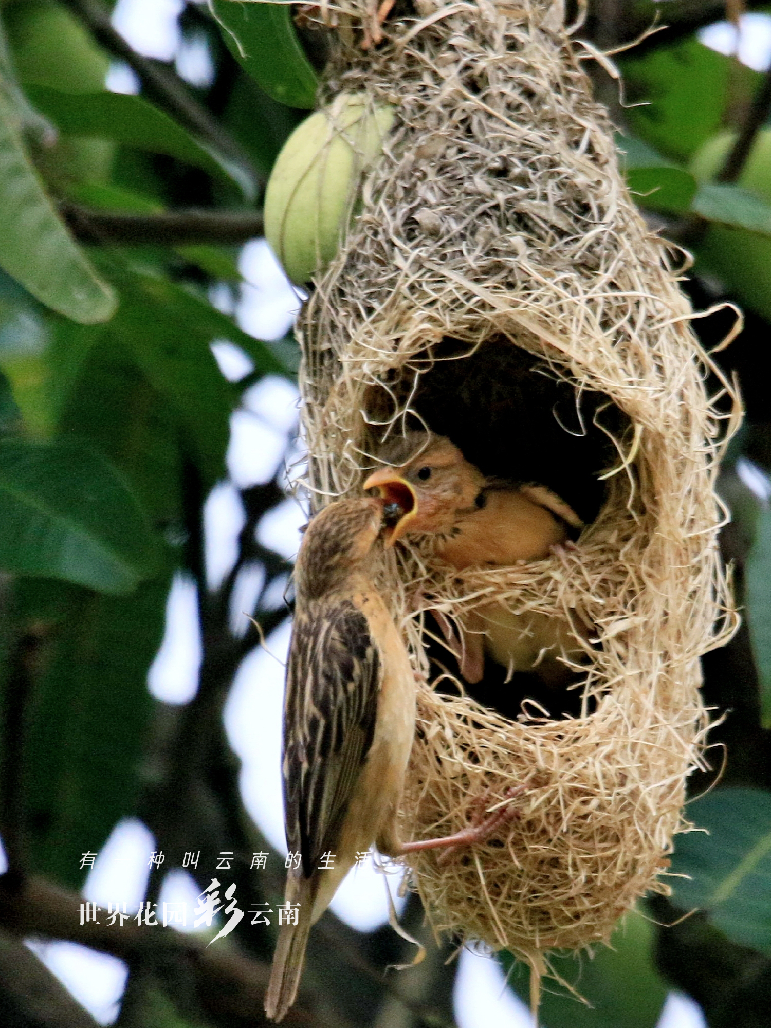 云南省文化和旅游厅