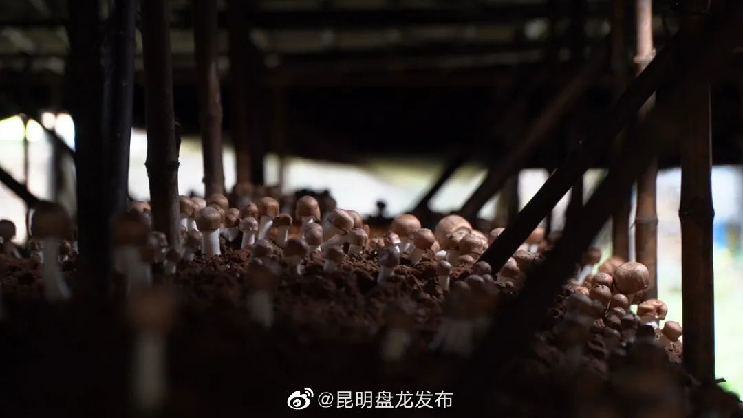 昆明盘龙发布