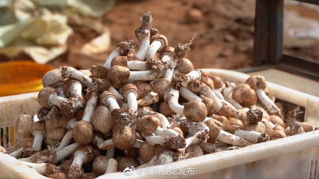 昆明盘龙发布