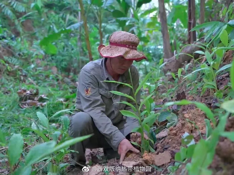西双版纳热带植物园